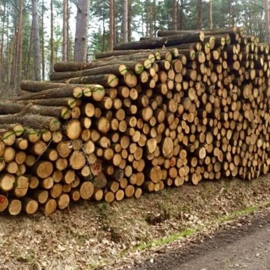 Eichenstammholz – Komplette LKW-Ladung 50 Raummeter – PEFC-zertifiziert