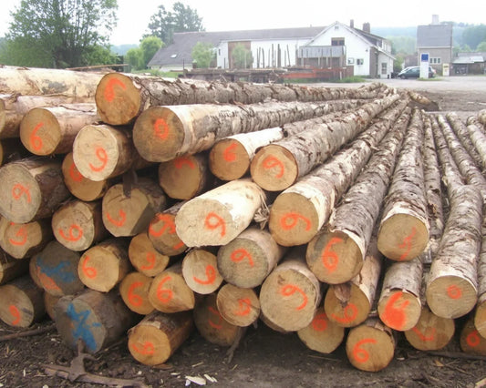 Gemischtes Hartholz-Stammholz – LKW-Lieferung – PEFC-zertifiziert